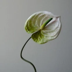Botané Studios Anthurium Flower White^ Kunstige Blomster