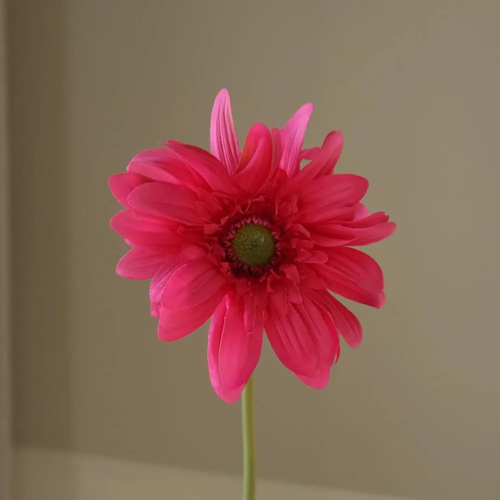 Botané Studios Gerbera Daisy Flower Pink^ Kunstige Blomster