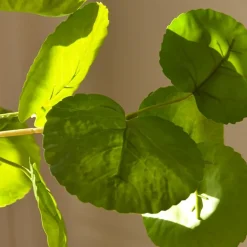 Botané Studios Plum Aralia Leave Green^ Kunstige Blomster