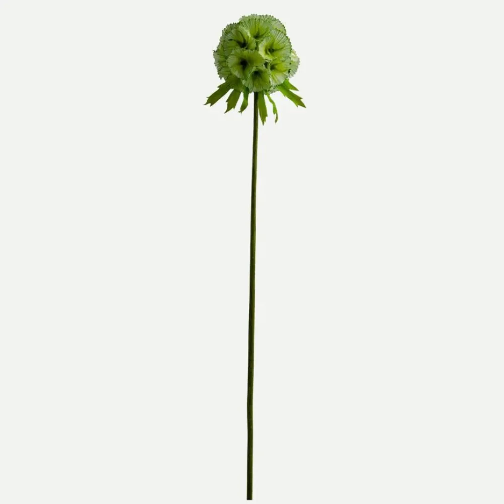 Botané Studios Scabiosa Seed Pod Flower Light Green^ Kunstige Blomster