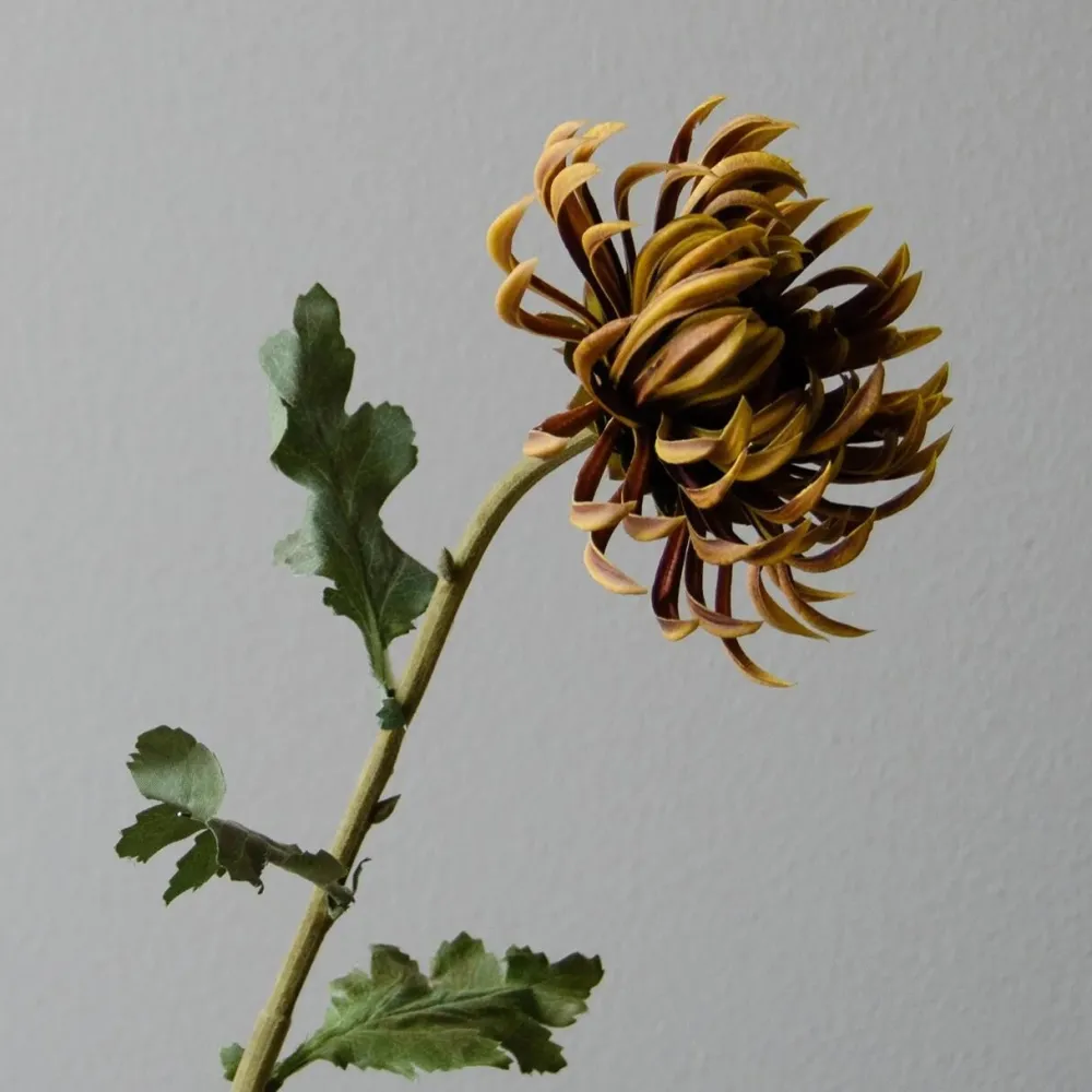 Botané Studios Semi-Cactus Dahlia Flower Brown^ Kunstige Blomster