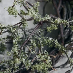 House Doctor Wreath Wild Moss Nature^ Julepynt